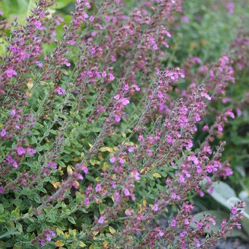 Teucrium × lucidrys - Fényeslevelű gamandor