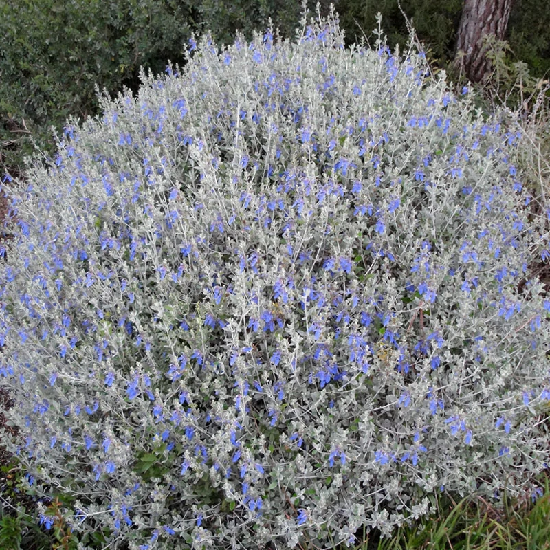 Teucrium fruticans - Cserjés gamandor