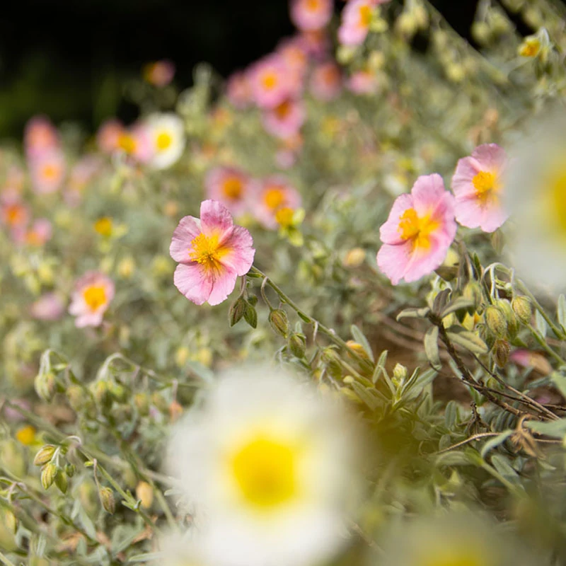 Helianthemum 'Lawrenson's Pink' - Napvirág