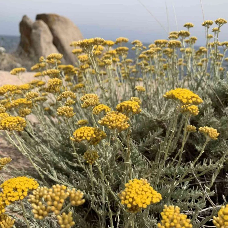 Helichrysum italicum 'Korma'® - Olasz szalmagyopár
