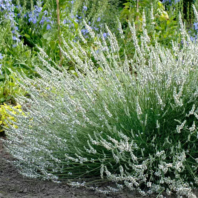 Lavandula × intermedia 'Edelweiss' - Hibrid levendula