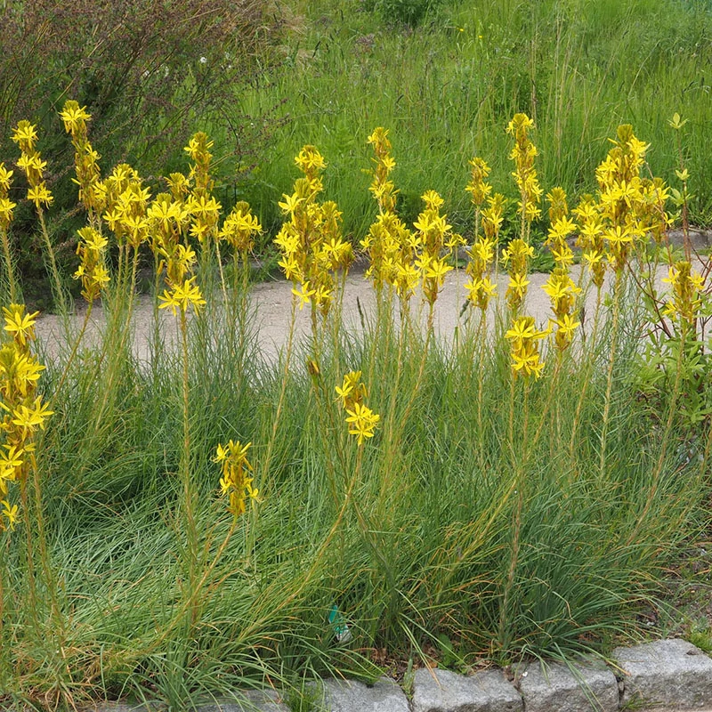 Asphodeline lutea - Sárga virágoszlop