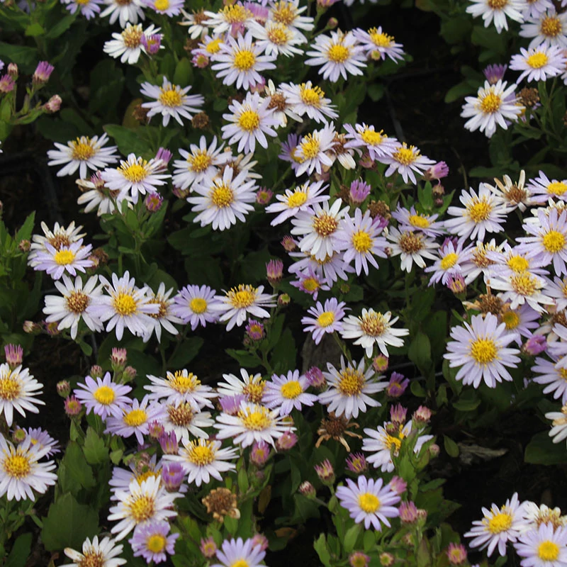 Aster ageratoides 'Stardust' - Ázsiai őszirózsa