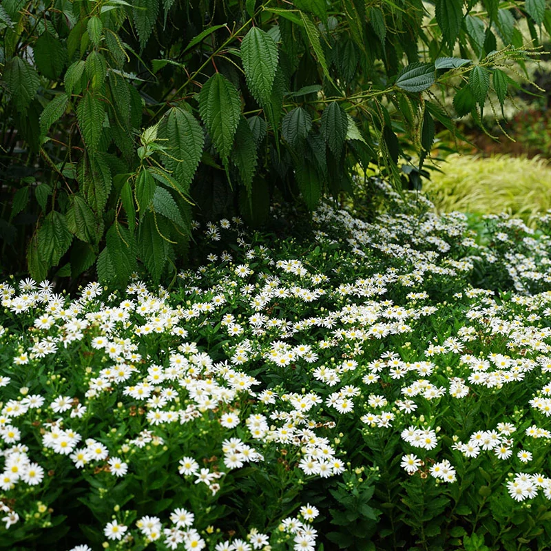 Aster ageratoides 'Starshine'® - Ázsiai őszirózsa