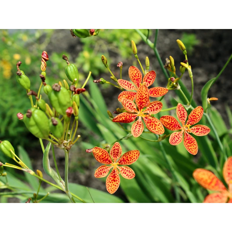 Belamcanda chinensis - Párducvirág