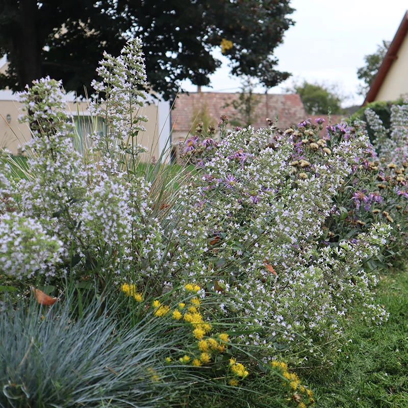 Calamintha 'Triumphator' - Pereszlény hibrid