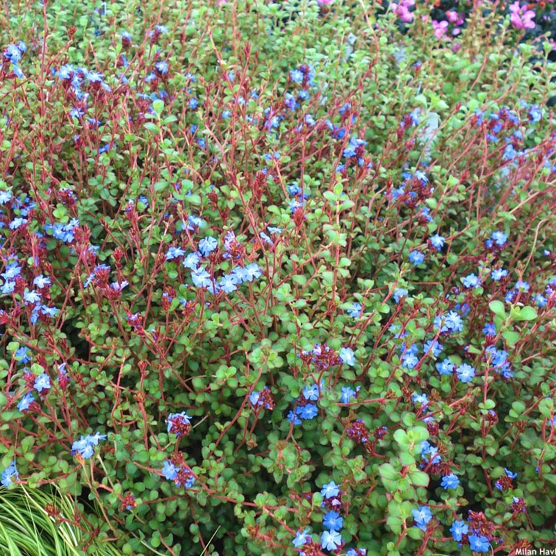 Ceratostigma griffithii - Kínai kékgyökér