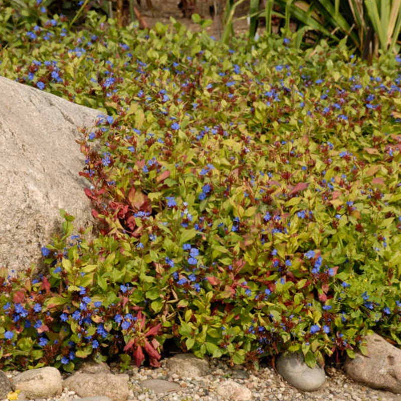Ceratostigma plumbaginoides - Tarackoló kékgyökér