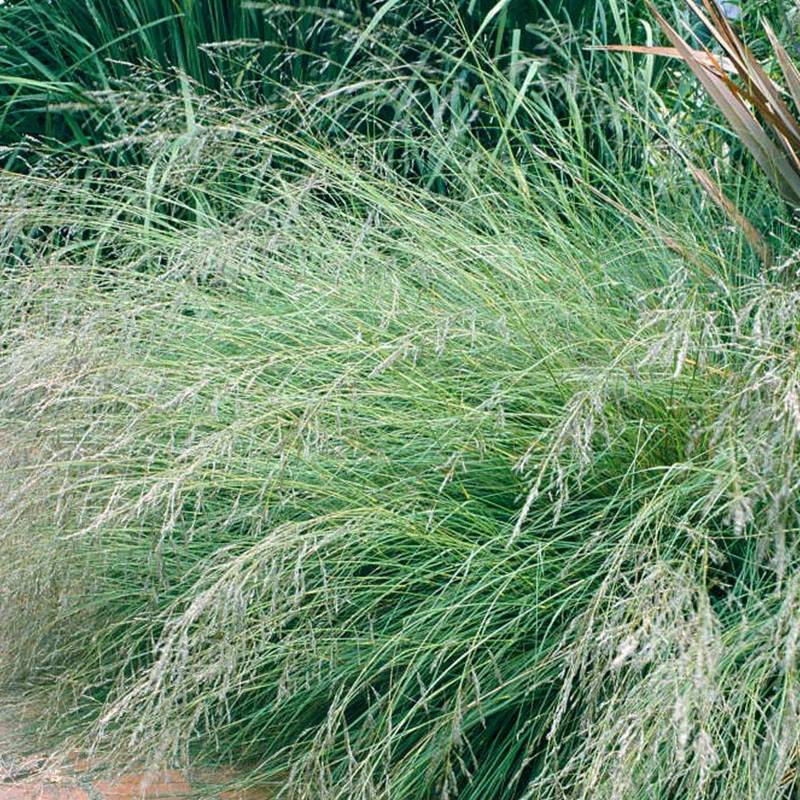 Eragostis curvula - Tőtippan