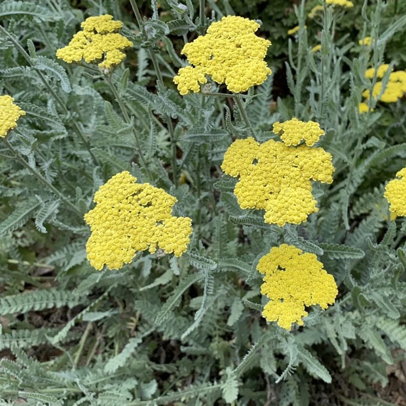 Achillea clypeolata-hibrid 'Moonshine' - Cickafark