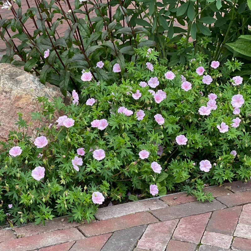 Geranium sanguineum var. striatum - Piros gólyaorr