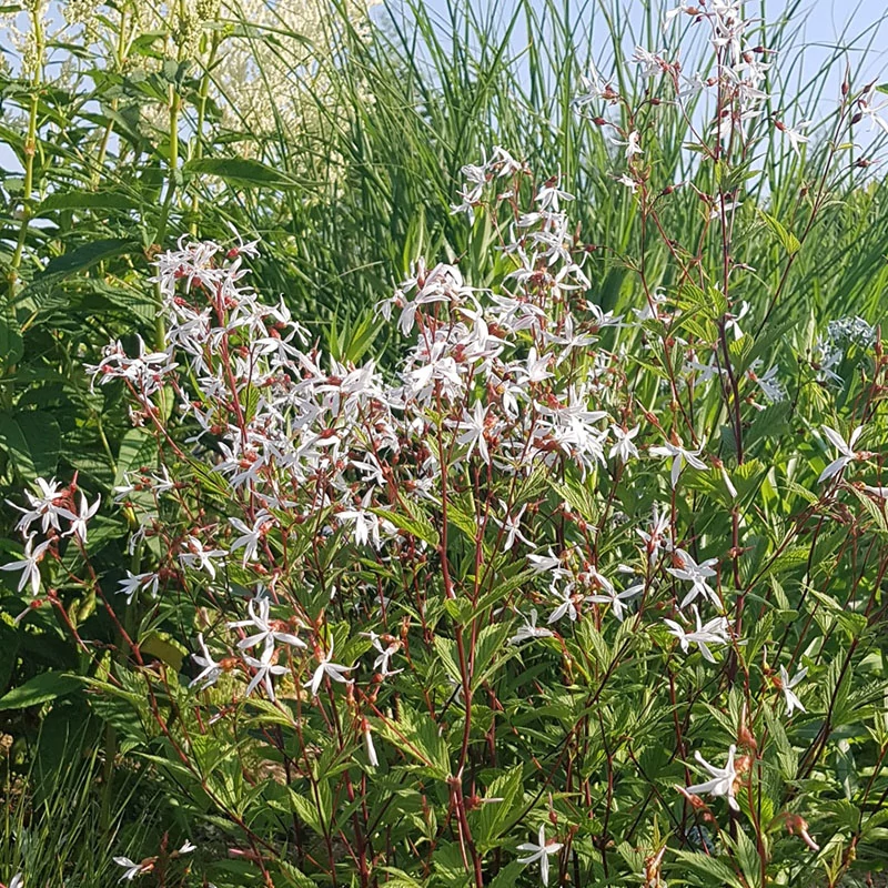 Gillenia trifoliata - Hármaslevelű indiánrózsa