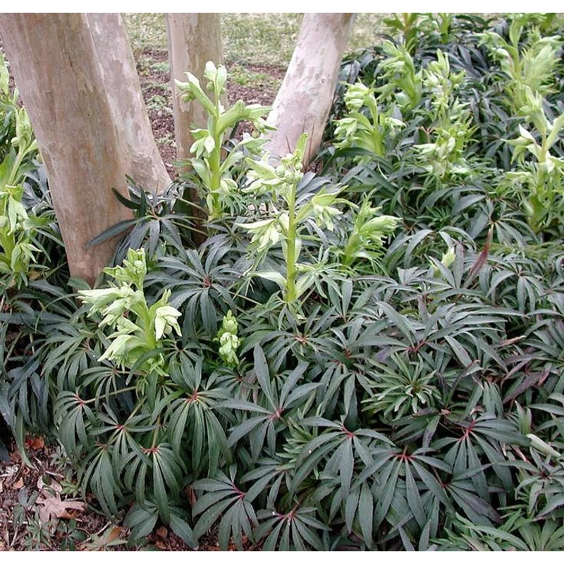 Helleborus foetidus - Szagoslombú hunyor