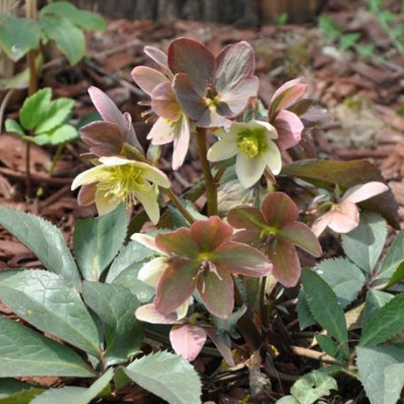 Helleborus × nigercors 'Emma'® - Hunyor hibrid