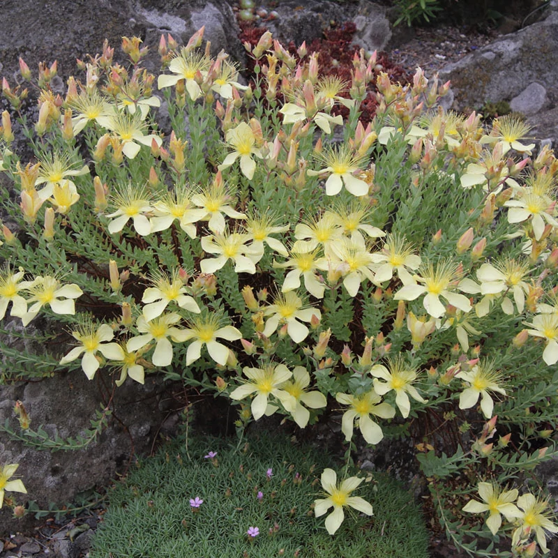 Hypericum olympicum 'Citrinum' - Olimposzi orbáncfű