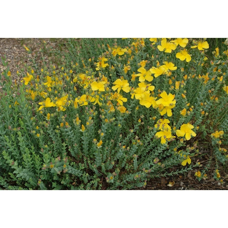 Hypericum polyphyllum 'Grandiflorum' - Aprólevelű orbáncfű