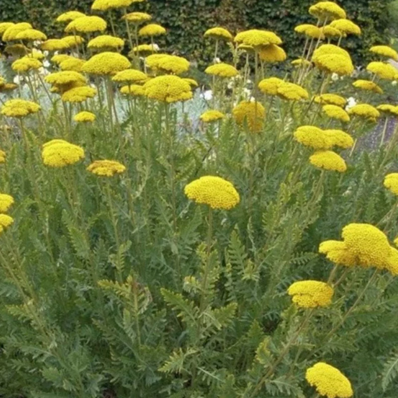 Achillea filipendulina 'Cloth of Gold' - Jószagú cickafark