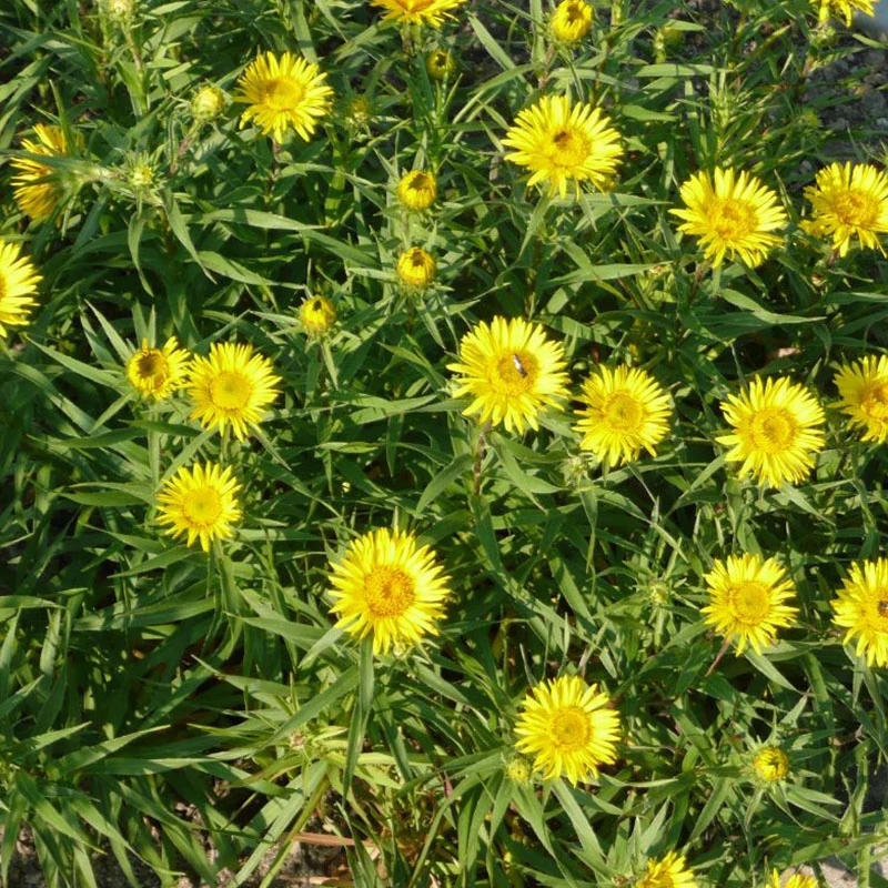 Inula ensifolia 'Compacta' - Kardlevelű peremizs