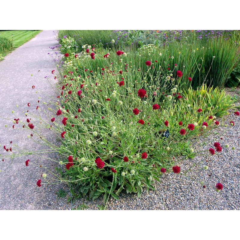 Knautia macedonica - Macedón varfű