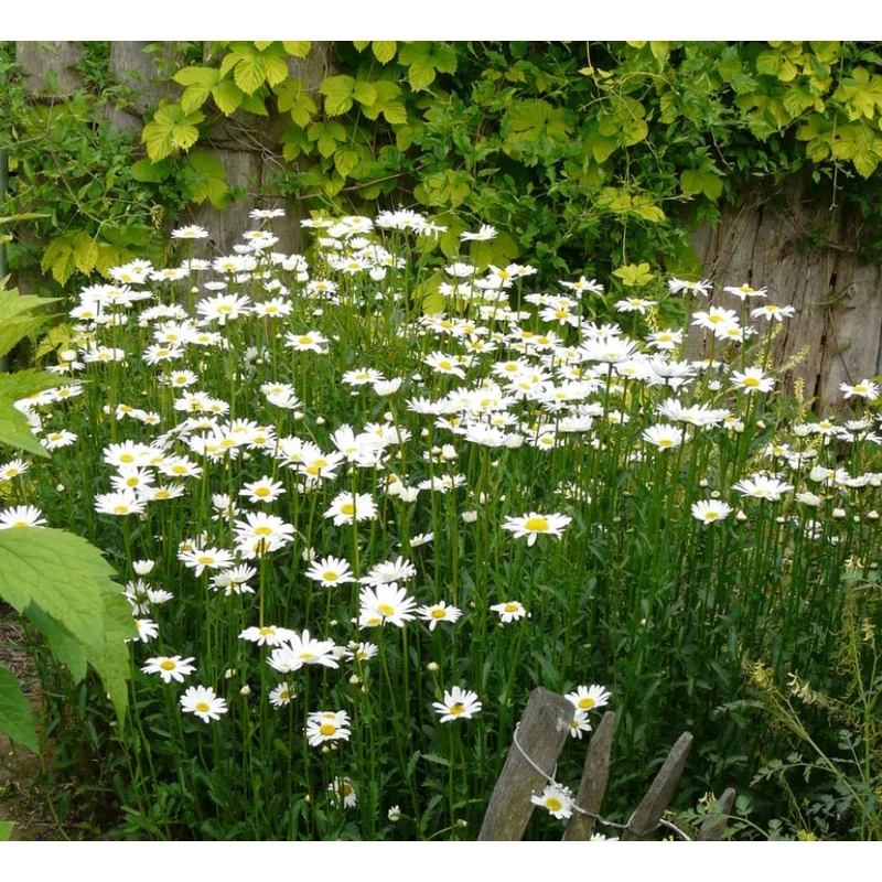 Leucanthemum vulgare 'Maikönigin' - Réti margitvirág