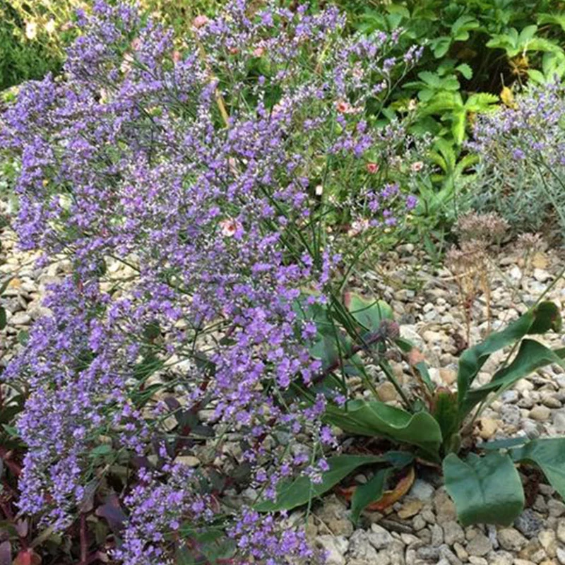 Limonium latifolium - Széleslevelű sóvirág