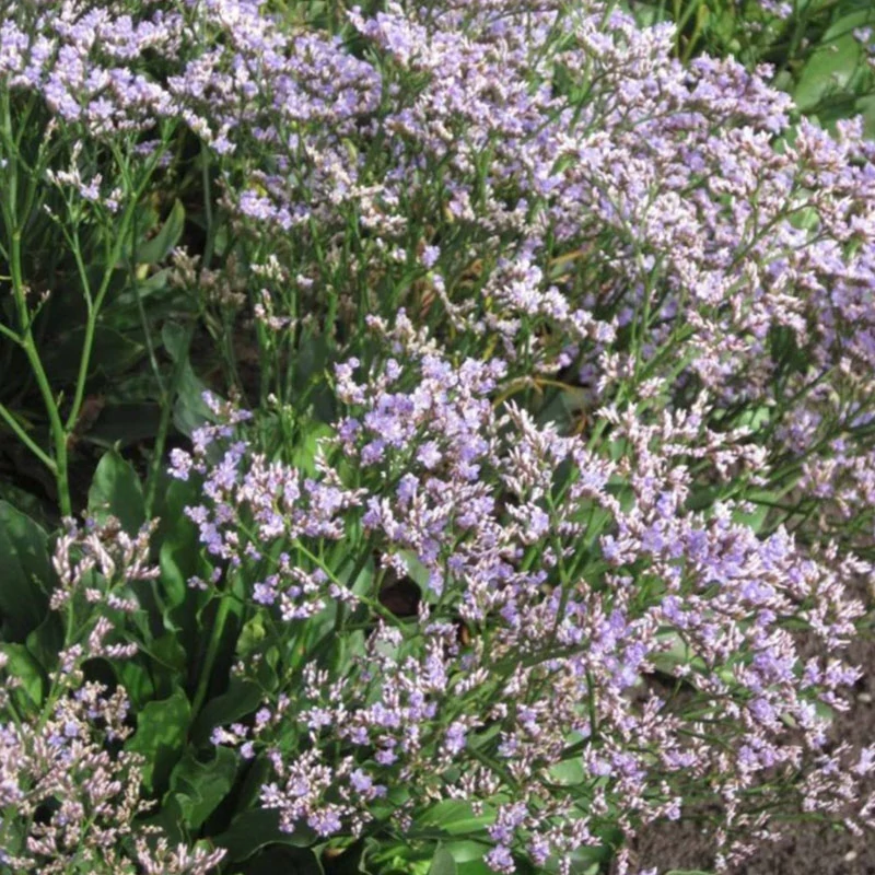 Limonium 'Robert Butler' - Sóvirág