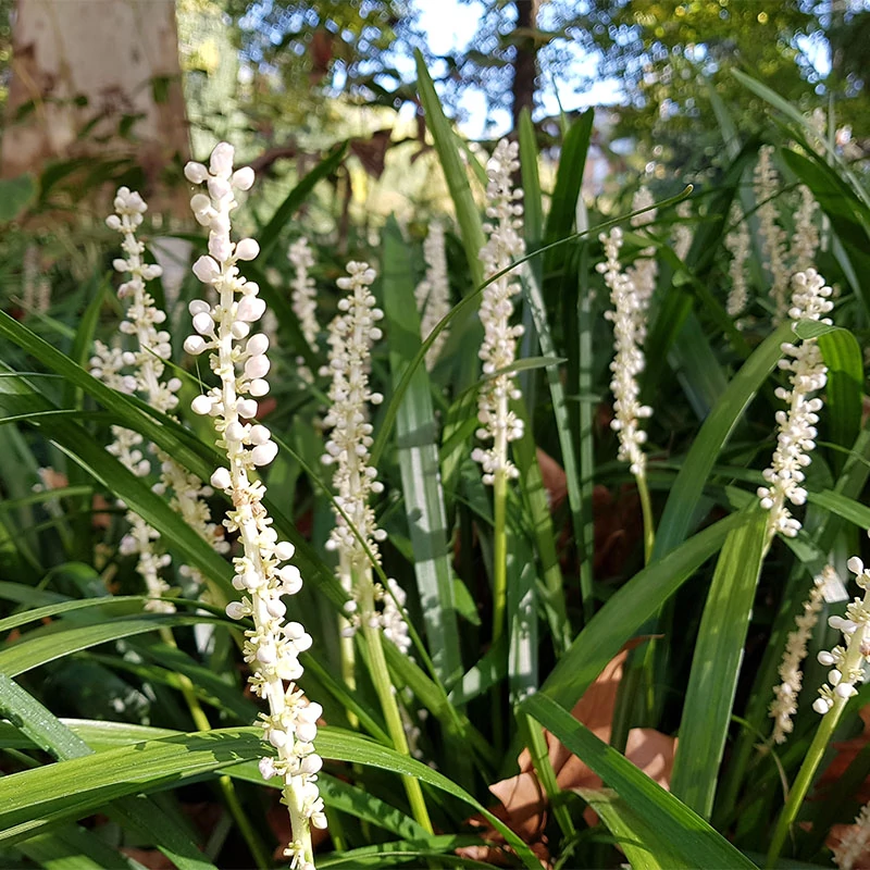 Liriope muscari 'Monroe White' - Gyöngyikés gyepliliom