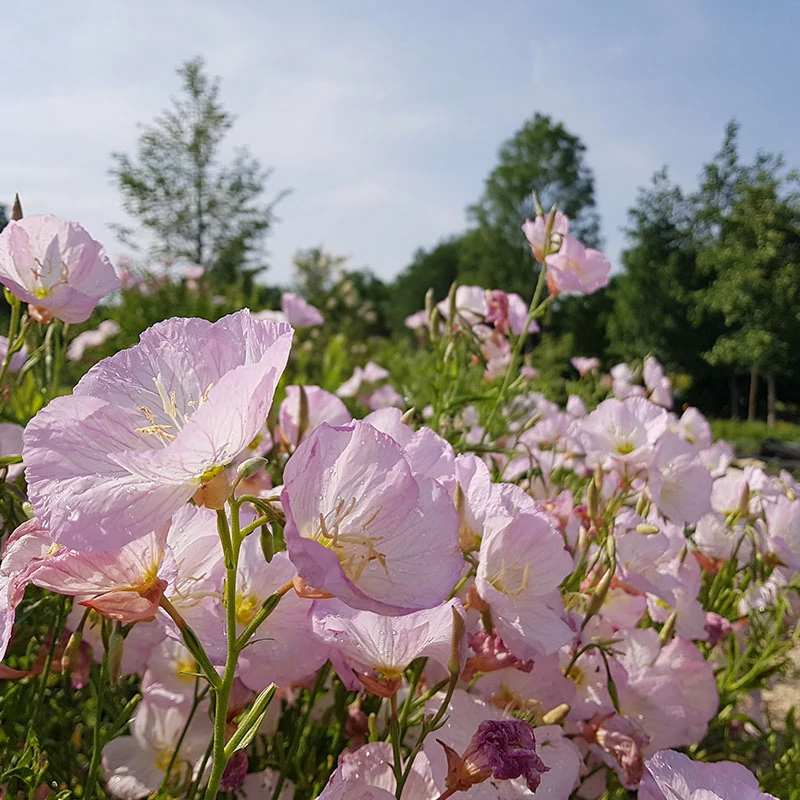 Oenothera speciosa 'Siskiyou' - Pompás ligetszépe
