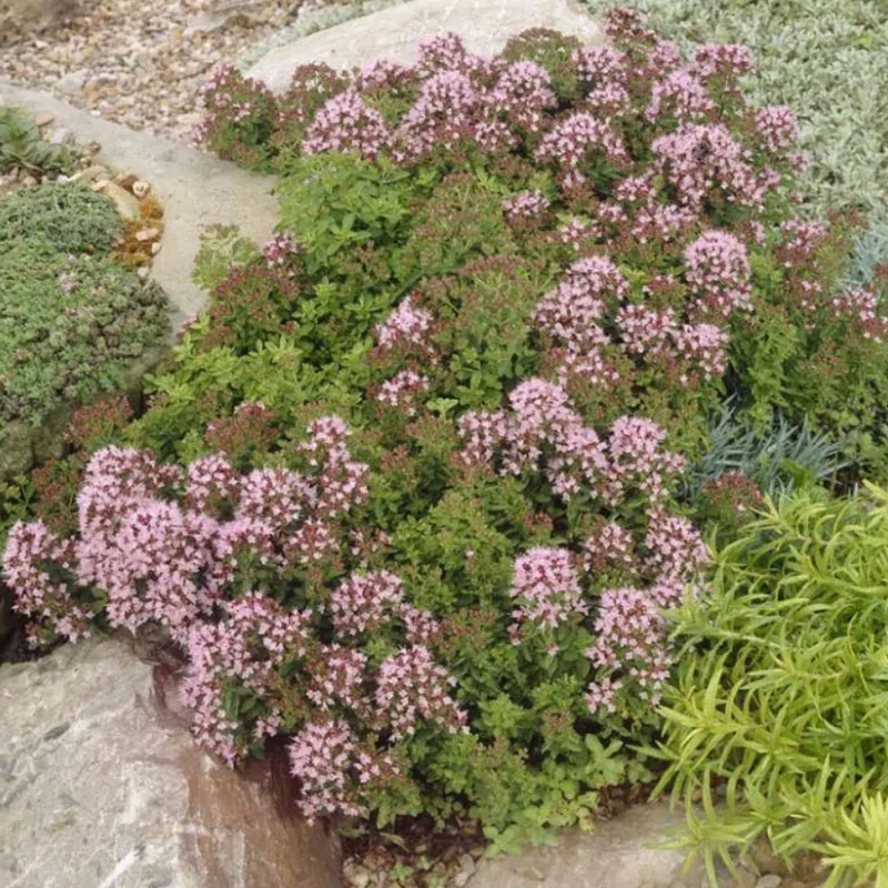 Origanum vulgare 'Compactum' - Törpe szurokfű