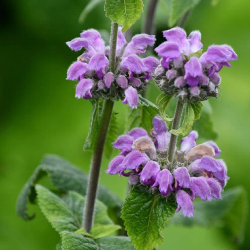 Phlomis 'JS Torch of Heaven'® - Macskahere
