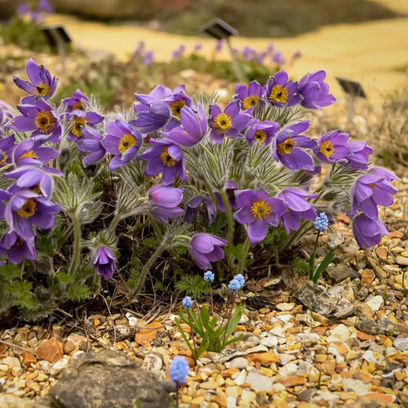 Pulsatilla vulgaris 'Violet' - Nyugati kökörcsin