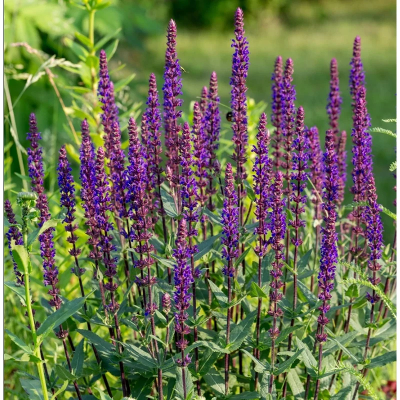 Salvia nemorosa 'Caradonna' - Ligeti zsálya