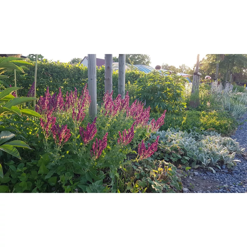 Salvia nemorosa 'Schwellenburg' - Ligeti zsálya