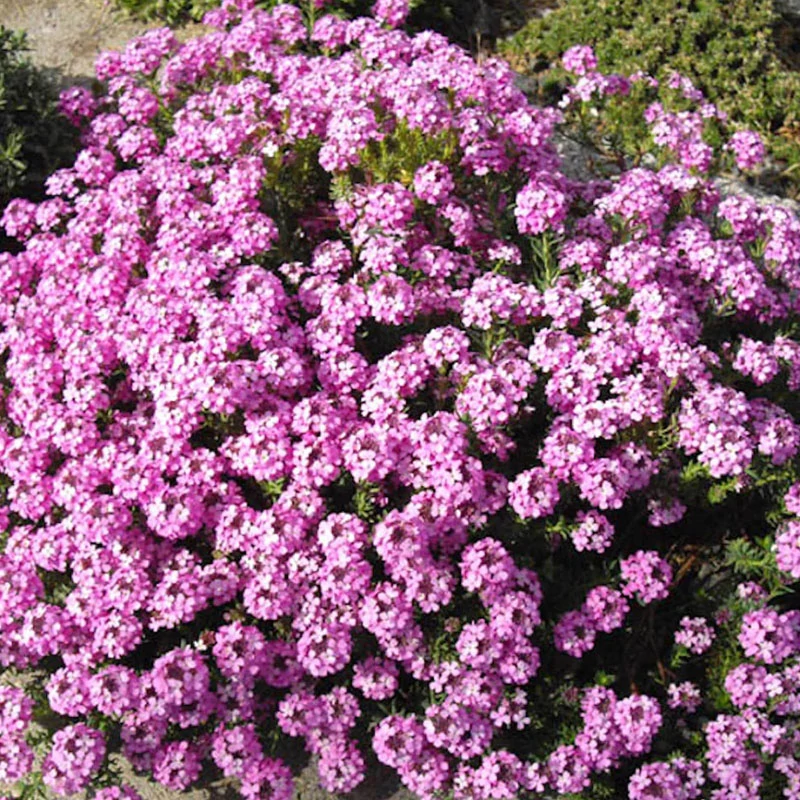 Aethionema armenum 'Warley Rose' - Örmény sulyoktáska