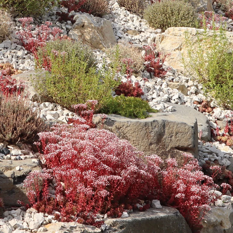 Sedum album 'Coral Carpet' - Fehér varjúháj