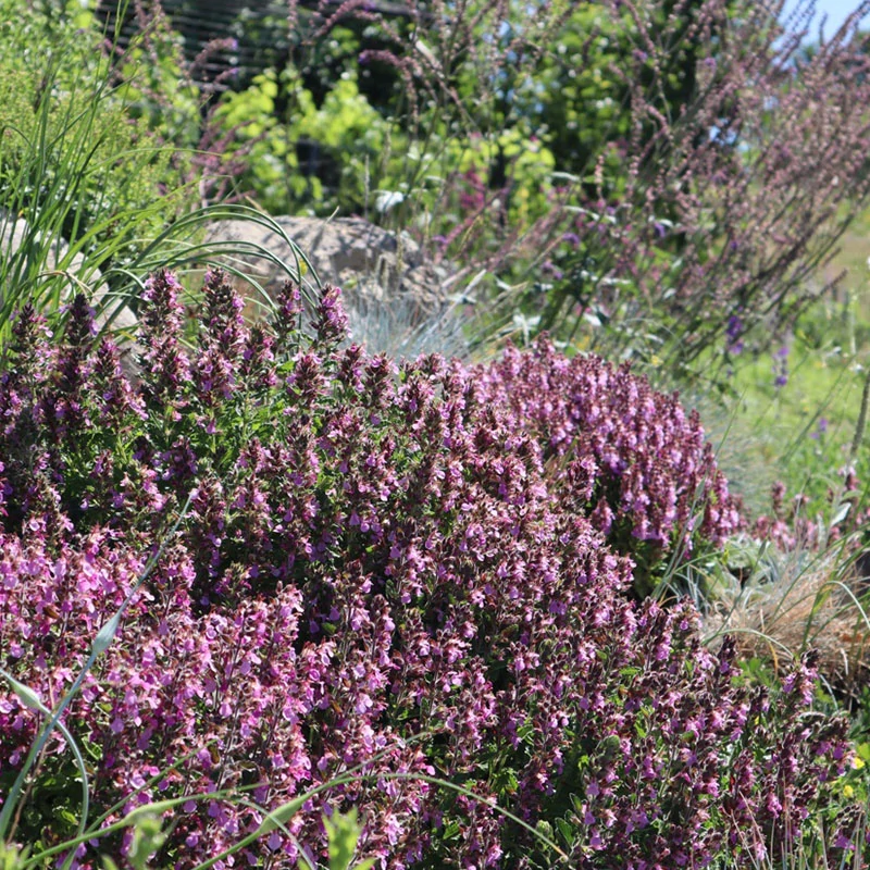 Teucium chamaedrys - Sarlós gamandor