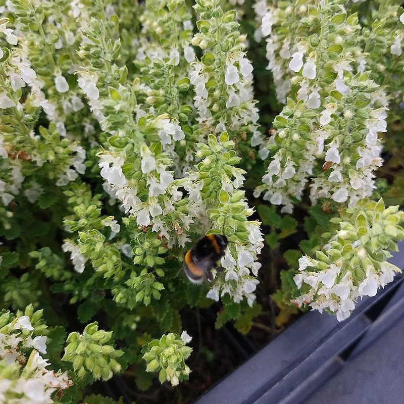 Teucrium chamaedrys 'Album' - Sarlós gamandor