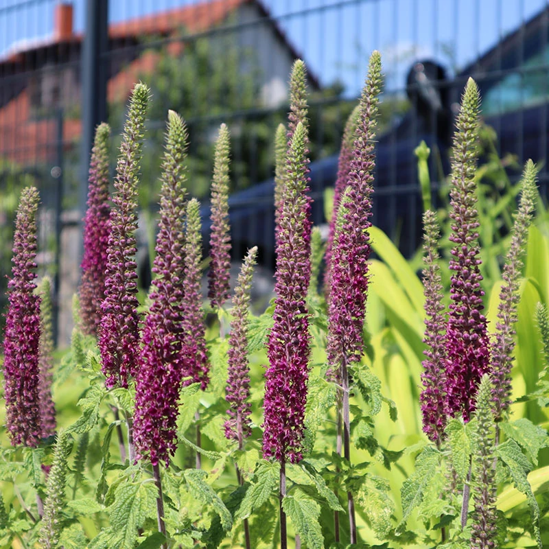 Teucrium hircanicum - Kaukázusi gamandor