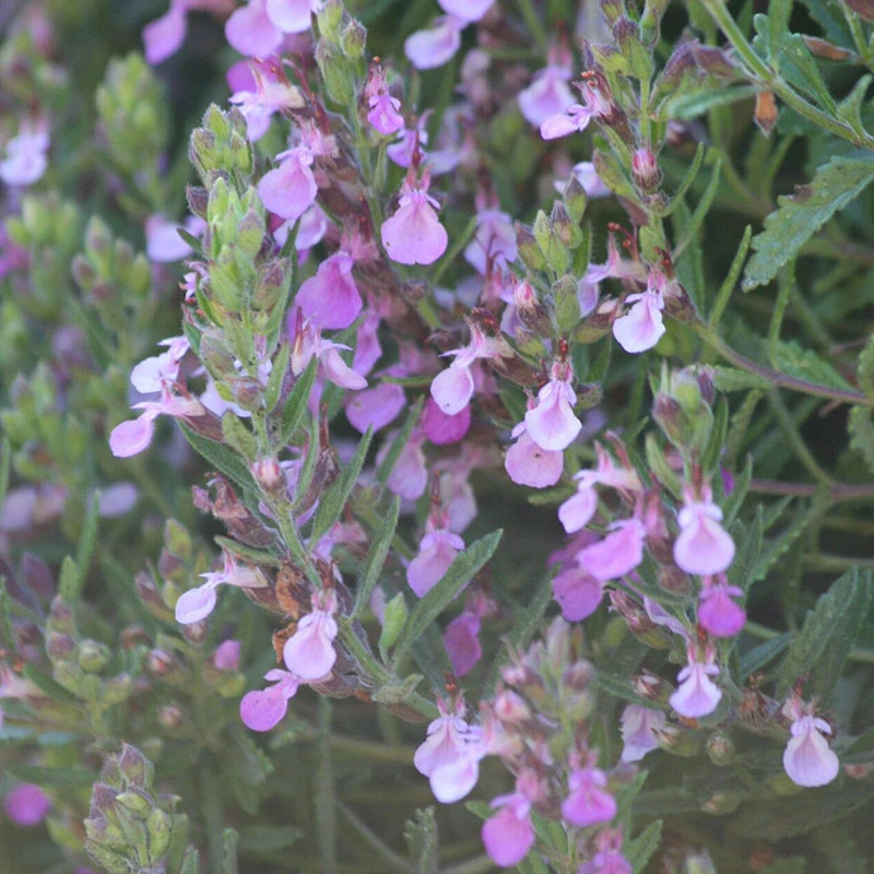 Teucrium webbianum - Spanyol gamandor