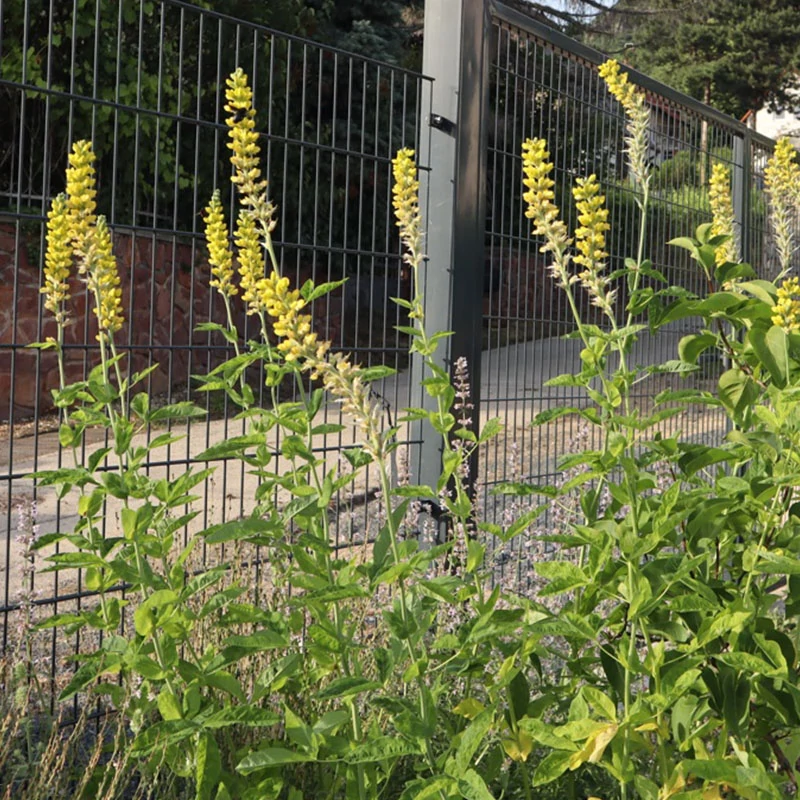 Thermopsis villosa - Karolinai álcsillagfürt