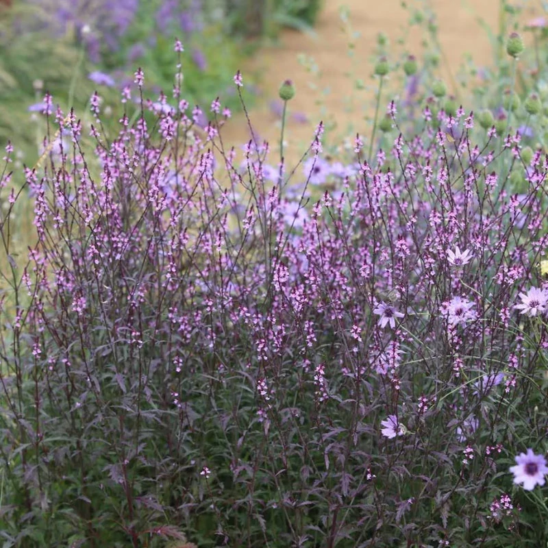 Verbena officinalis var. grandiflora 'Bampton' - Közönséges vasfű (kisebb kiszerelés)