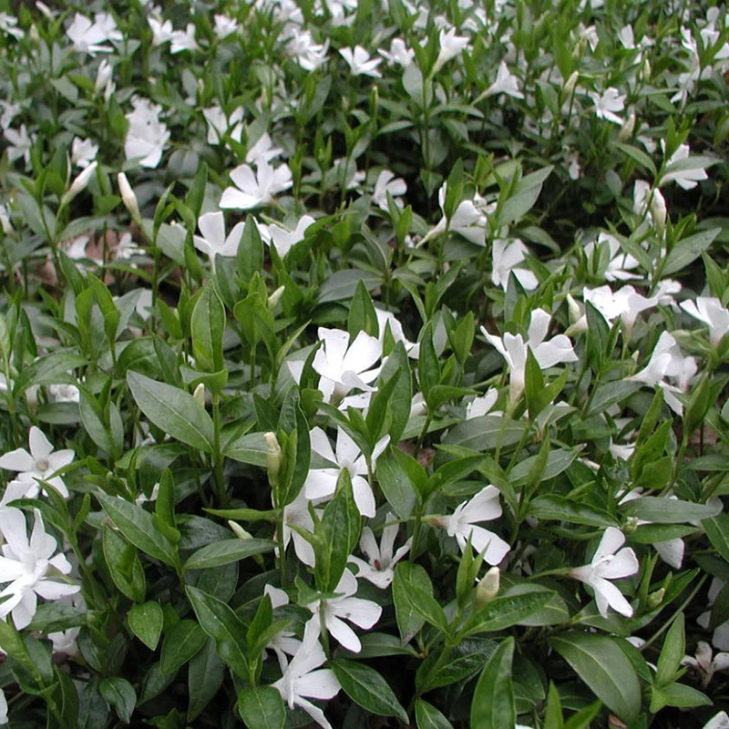 Vinca minor 'Gertrude Jekyll' - Kis meténg