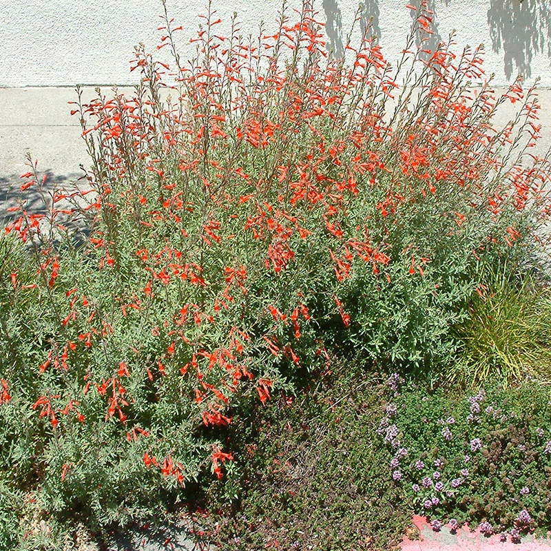 Zauschneria californica - Kolibritrombita