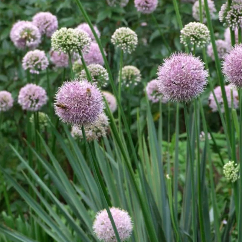 Allium senescens - Hegyi hagyma