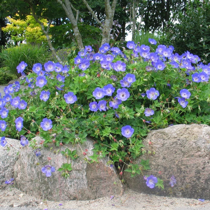 Geranium 'Rozanne' - Gólyaorr