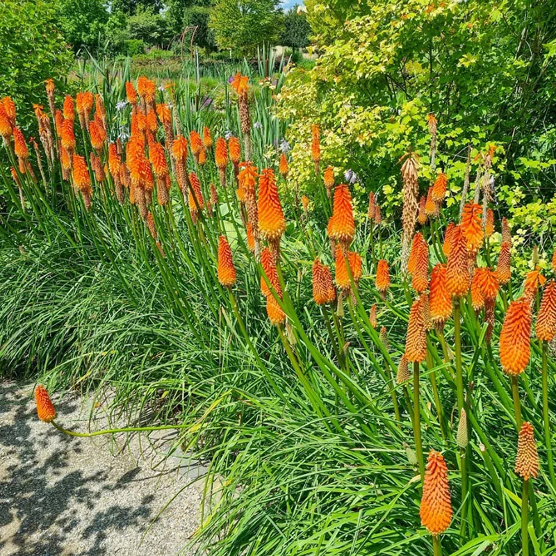 Kniphofia 'Alcazar' - Fáklyaliliom