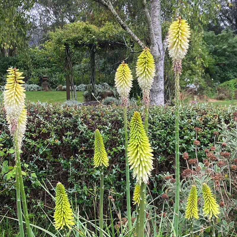 Kniphofia 'Ice Queen' - Fáklyaliliom