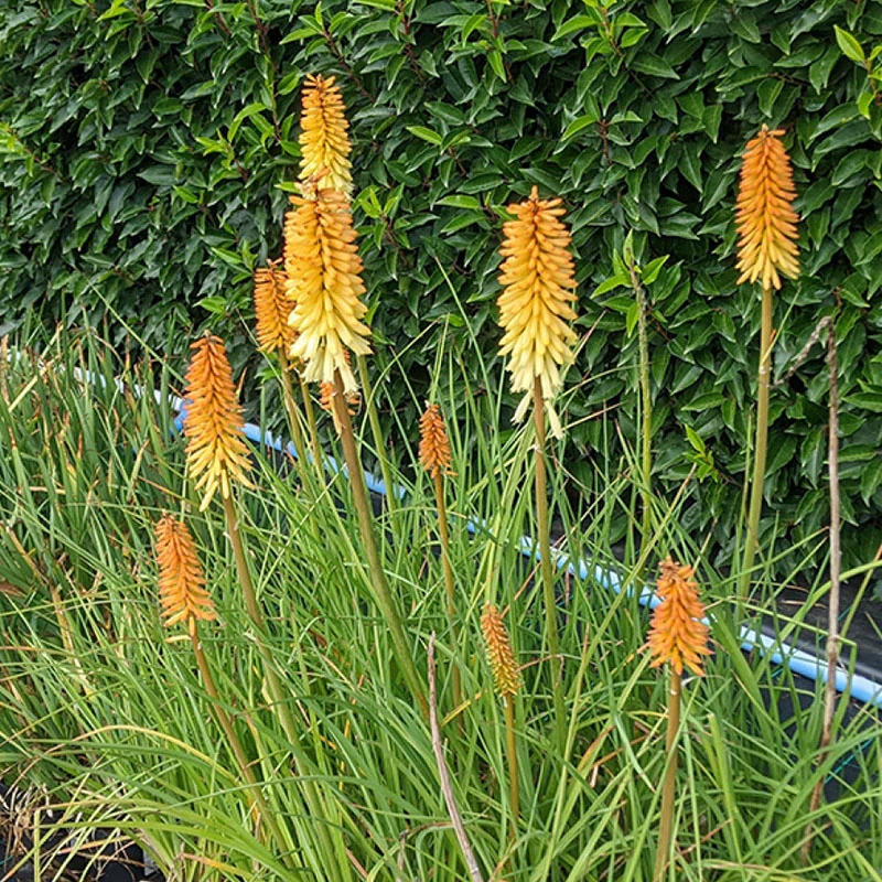 Kniphofia 'Moonstone'® - Fáklyaliliom