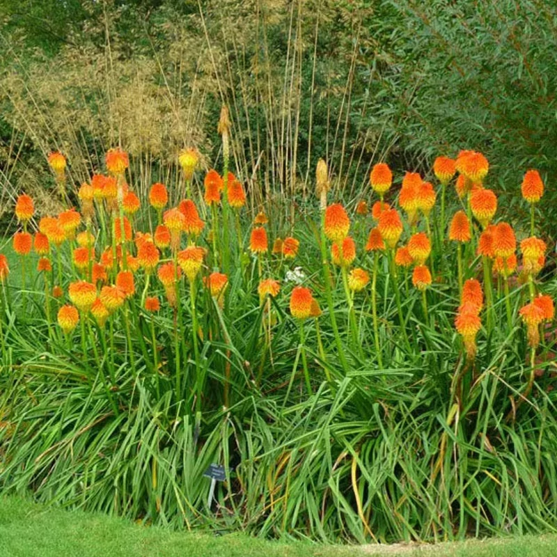 Kniphofia rooperi - Rooper fáklyaliliom
