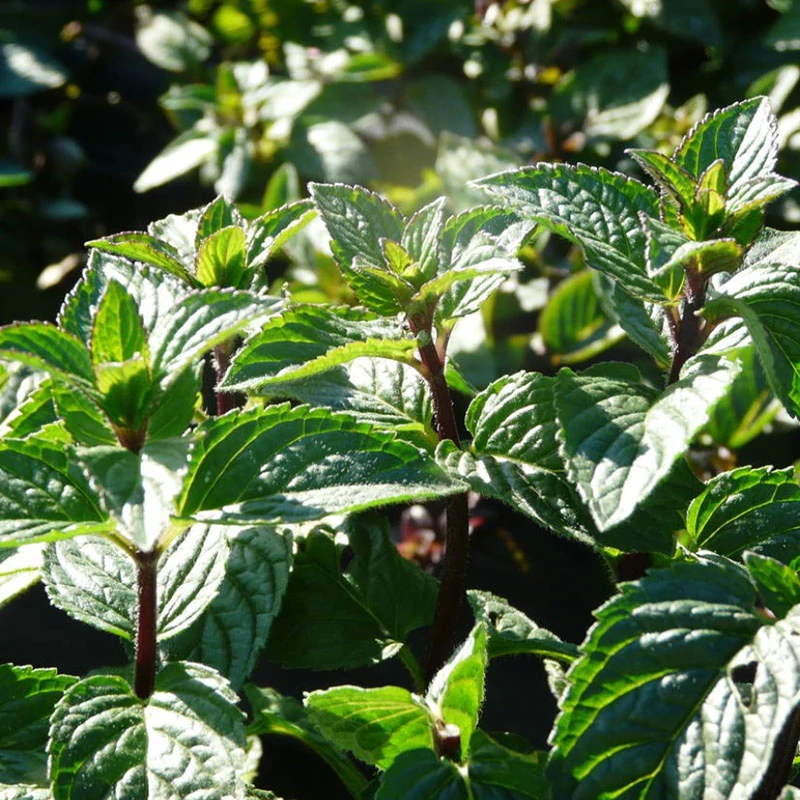 Mentha x piperita 'Agnes' - Borsmenta